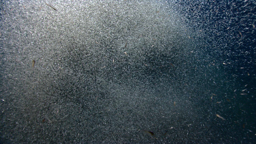 An underwater view of a swarm of krill surrounded by predators in the distance. (Image credit: NOAA OKEANOS Explorer Program , 2013 Northeast U. S. Canyons Expedition) An underwater view of a swarm of krill surrounded by predators in the distance.