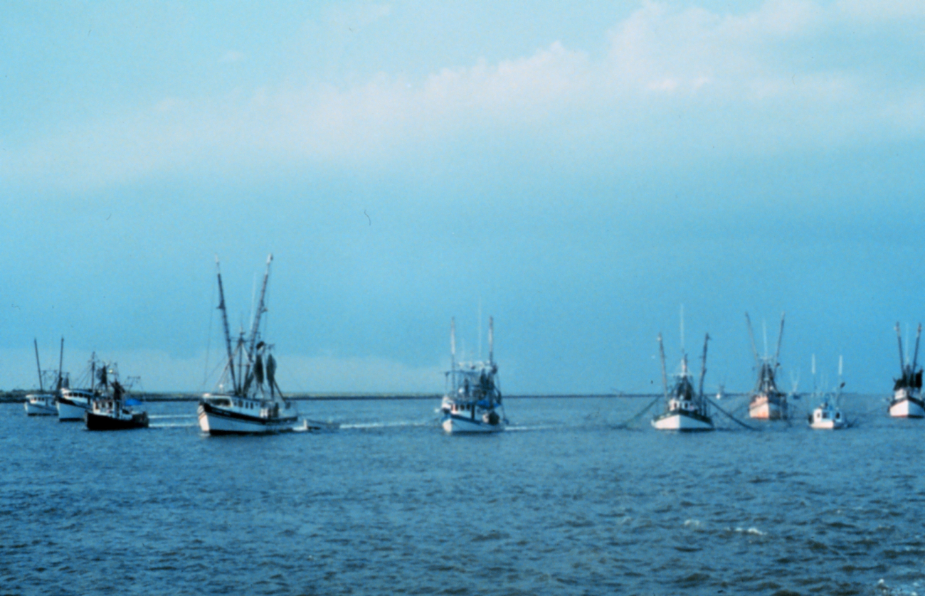Shrimp boats protesting turtle-excluding device regulations on the CalcasieuRiver (Image credit: Commander Grady Tuell) Shrimp boats protesting turtle-excluding device regulations on the CalcasieuRiver