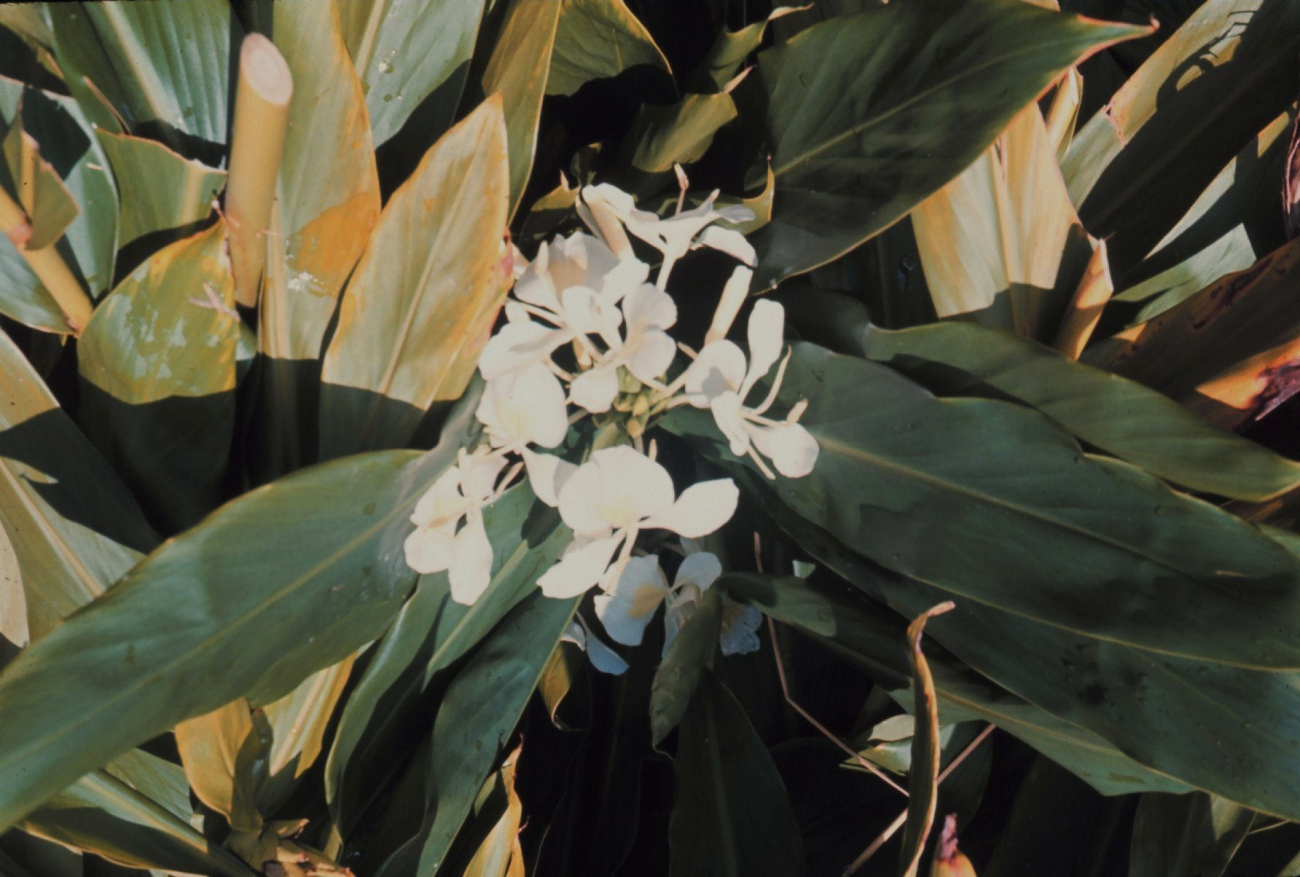 Hawaiian flowers (Image credit: Dr. James P. McVey) Hawaiian flowers
