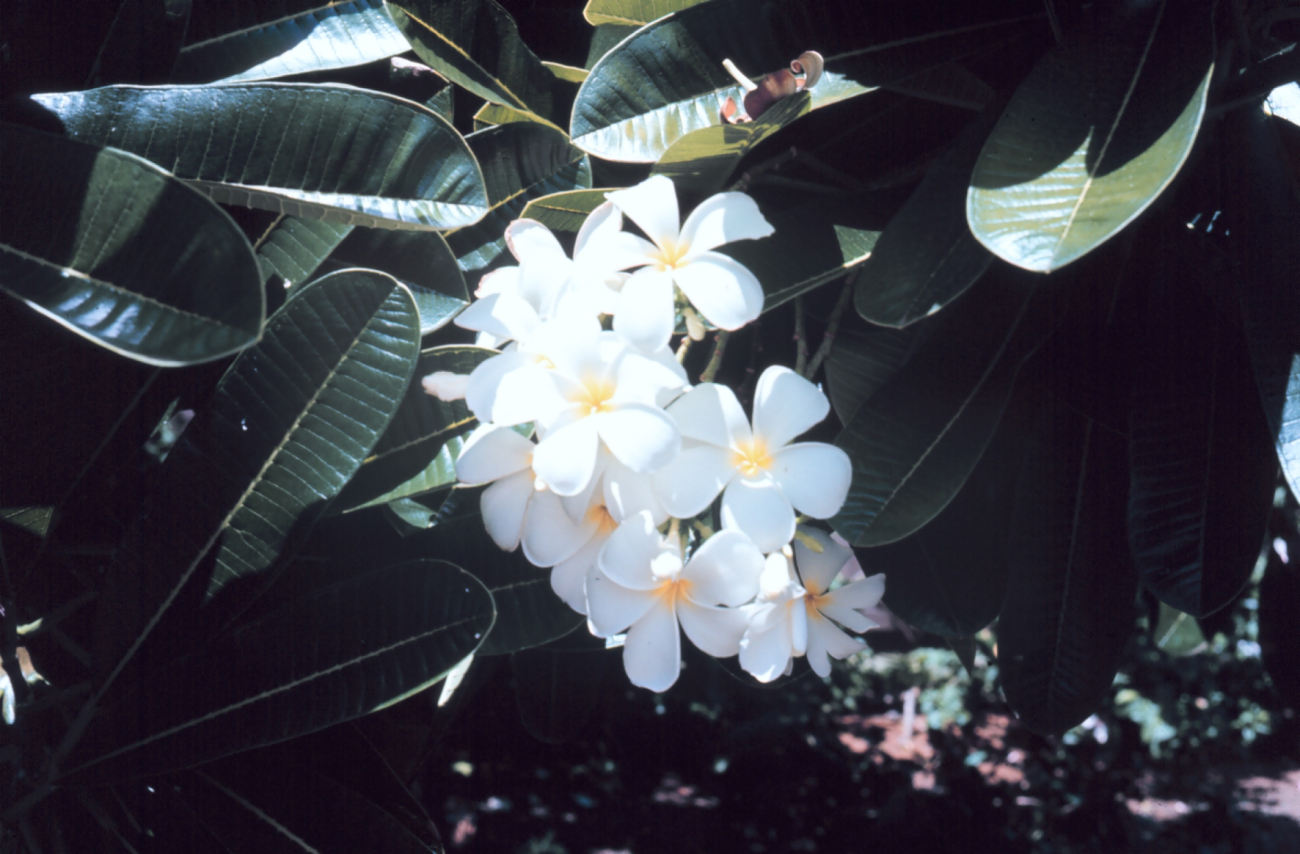 Hawaiian flowers (Image credit: Dr. James P. McVey) Hawaiian flowers