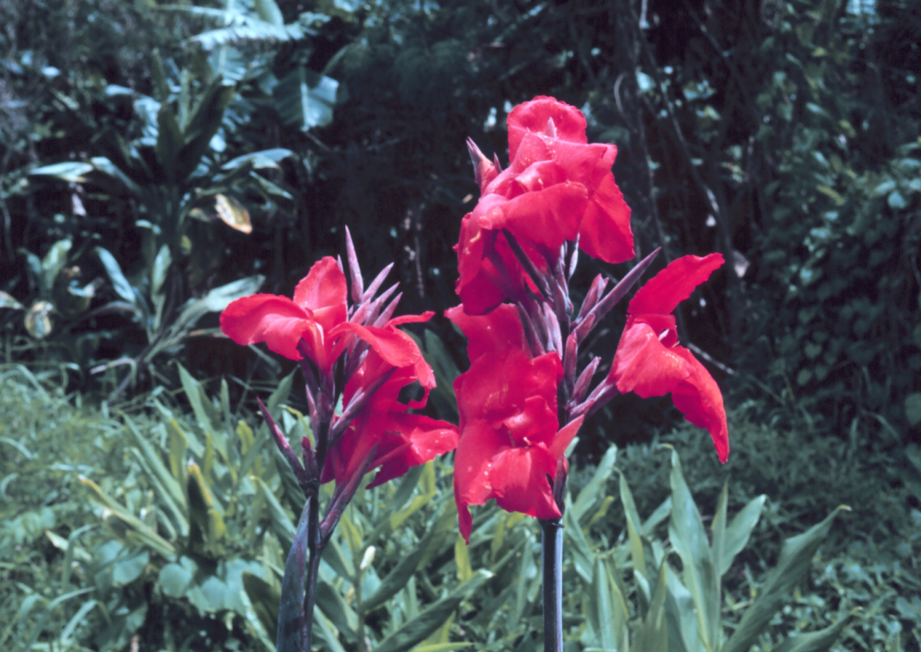 Hawaiian flowers (Image credit: Dr. James P. McVey) Hawaiian flowers