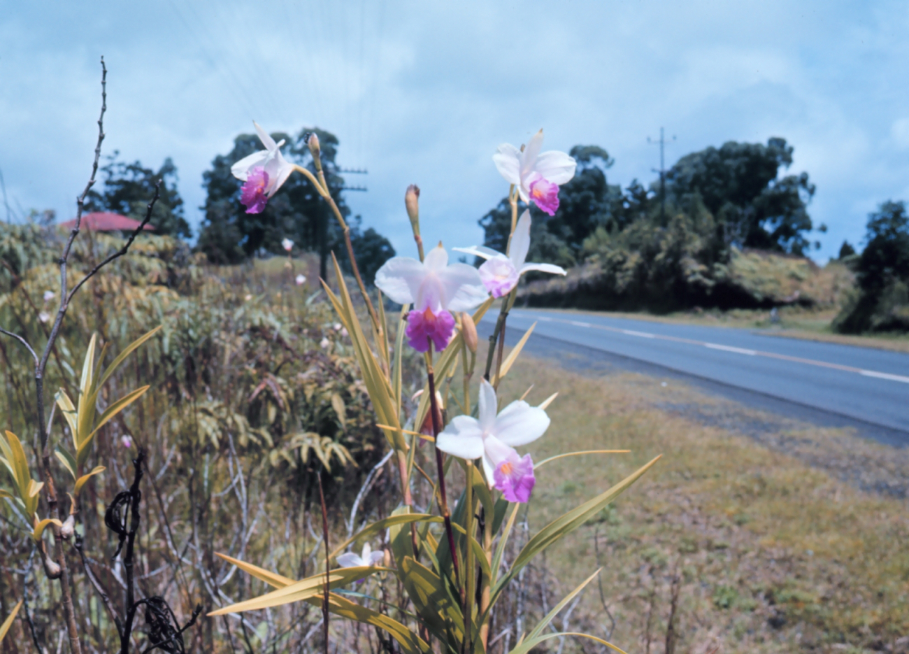 Hawaiian flowers (Image credit: Dr. James P. McVey) Hawaiian flowers