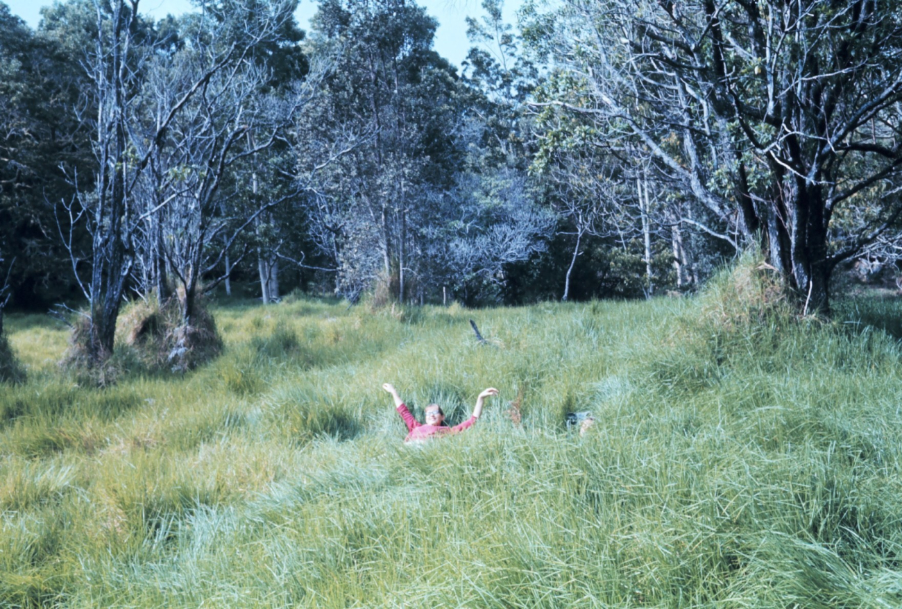Luxuriating in tall Hawaiian grass (Image credit: Dr. James P. McVey) Luxuriating in tall Hawaiian grass