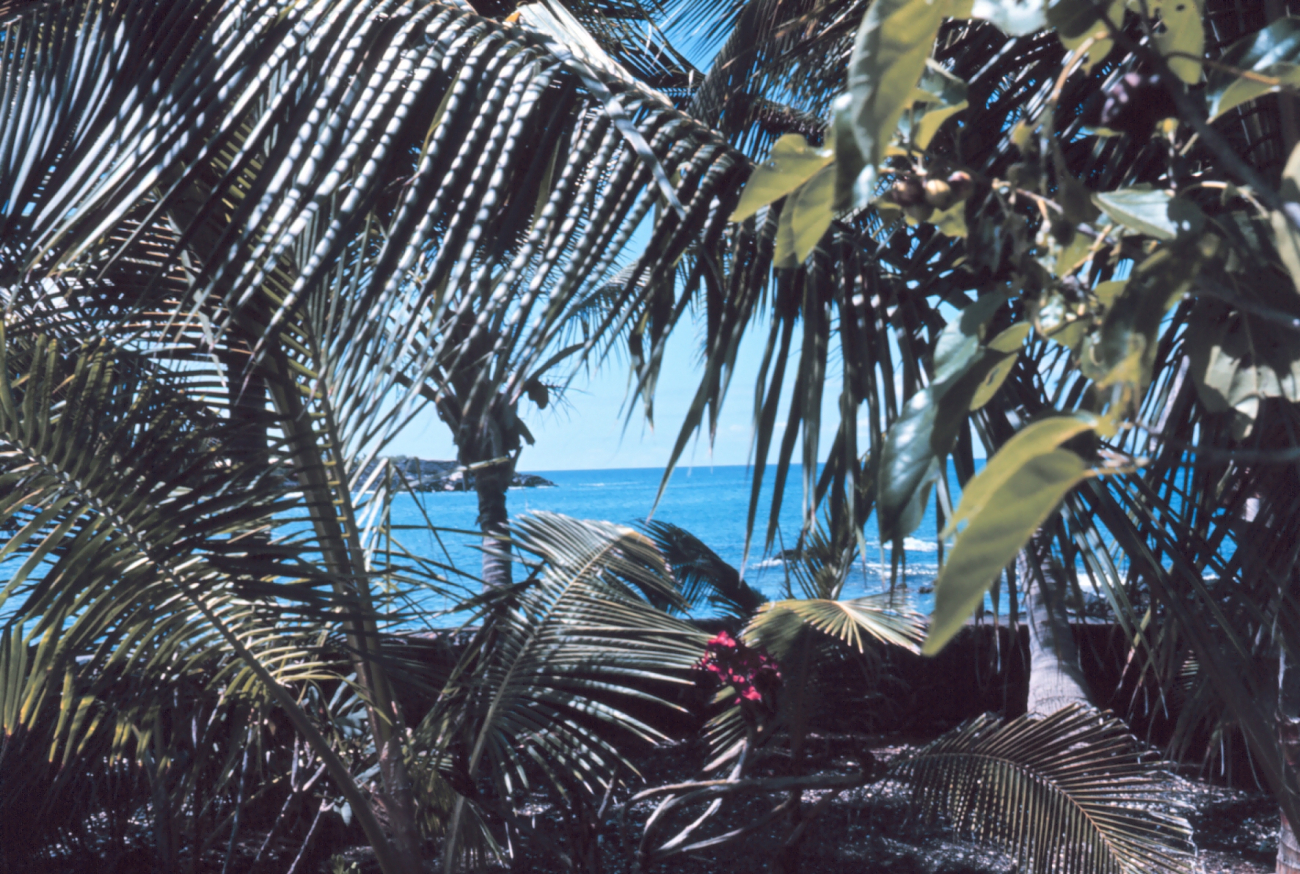 A view towards the deep blue sea through Hawaiian flora