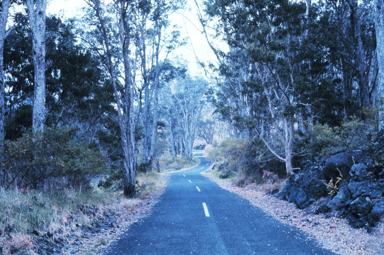 A scene along Chain of Craters Road with a recent lava flow seen to right (Image credit: Dr. James P. McVey) A scene along Chain of Craters Road with a recent lava flow seen to right