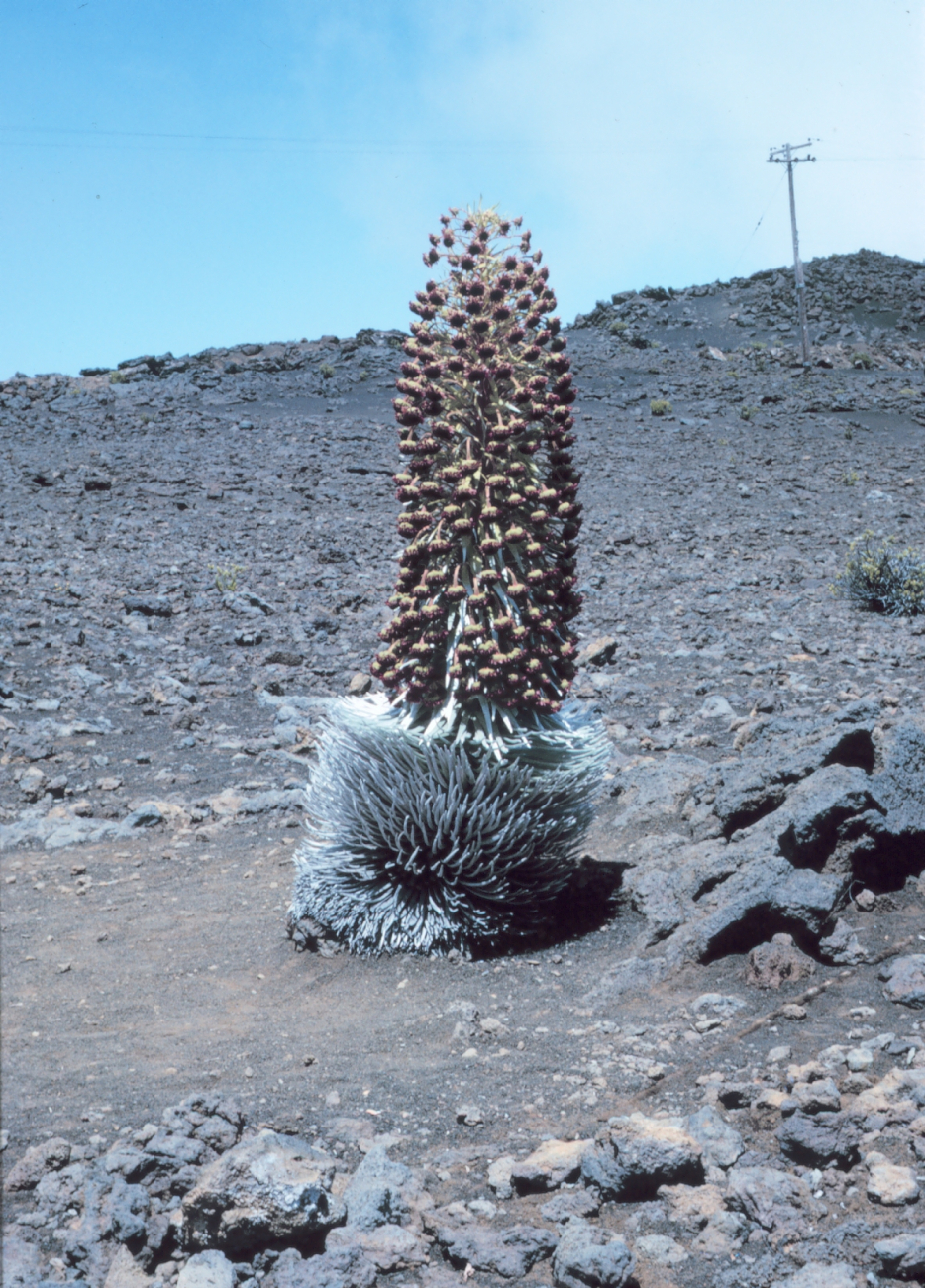 Silver sword growing on Mt (Image credit: Dr. James P. McVey) Silver sword growing on Mt