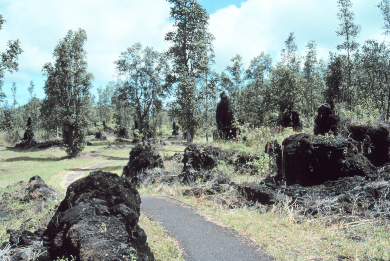 Lava trees formed when lava cools around tree trunksare quite tall (Image credit: Commander John Bortniak) Lava trees formed when lava cools around tree trunksare quite tall