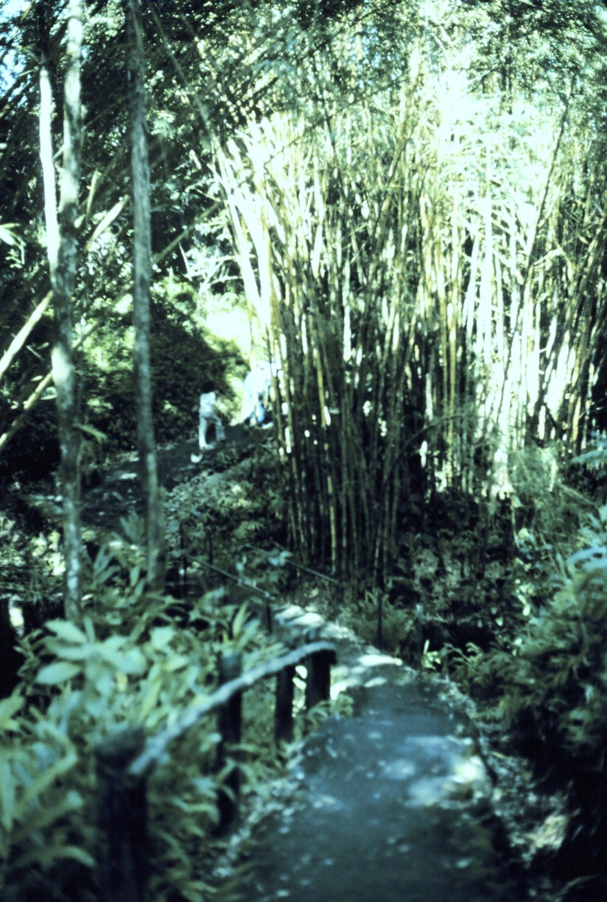 The trail to Akaka Falls - in a bamboo grove (Image credit: Commander John Bortniak) The trail to Akaka Falls - in a bamboo grove