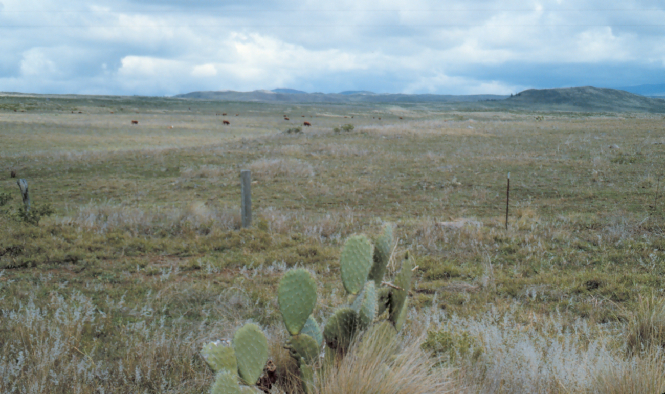 Cactus growing south of the Kohala Mountains just a few miles from tropicalrainforest (Image credit: Commander John Bortniak) Cactus growing south of the Kohala Mountains just a few miles from tropicalrainforest
