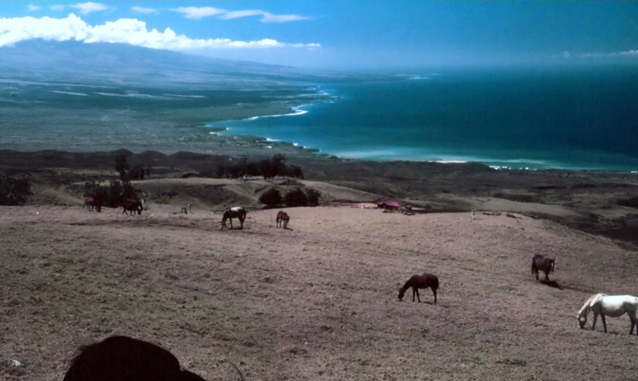 Horses in paradise - on the Parker Ranch (Image credit: Commander John Bortniak) Horses in paradise - on the Parker Ranch