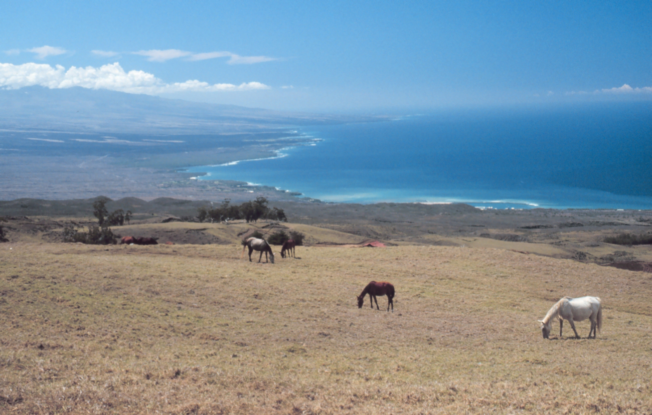 Horses in paradise - on the Parker Ranch (Image credit: Commander John Bortniak) Horses in paradise - on the Parker Ranch