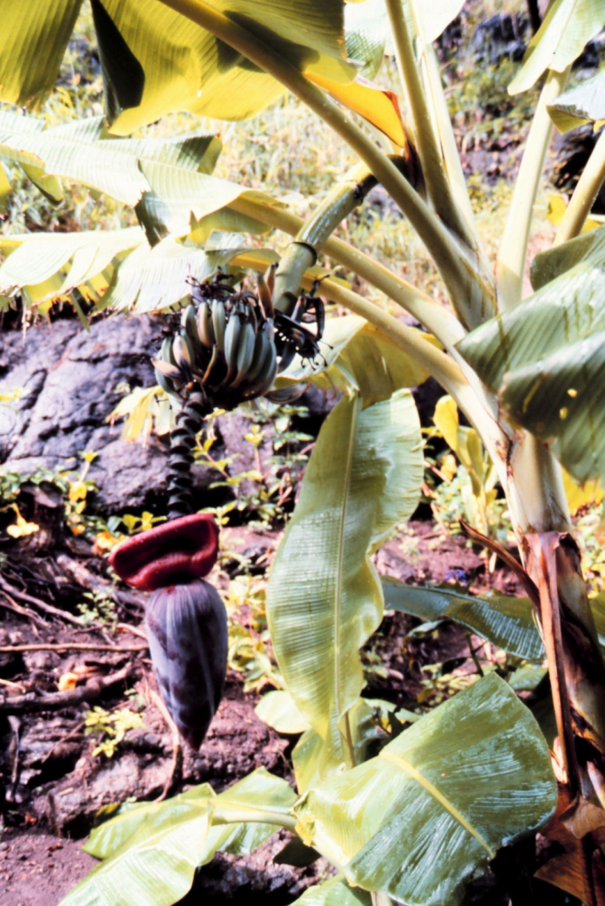 A banana tree (Image credit: Commander John Bortniak) A banana tree