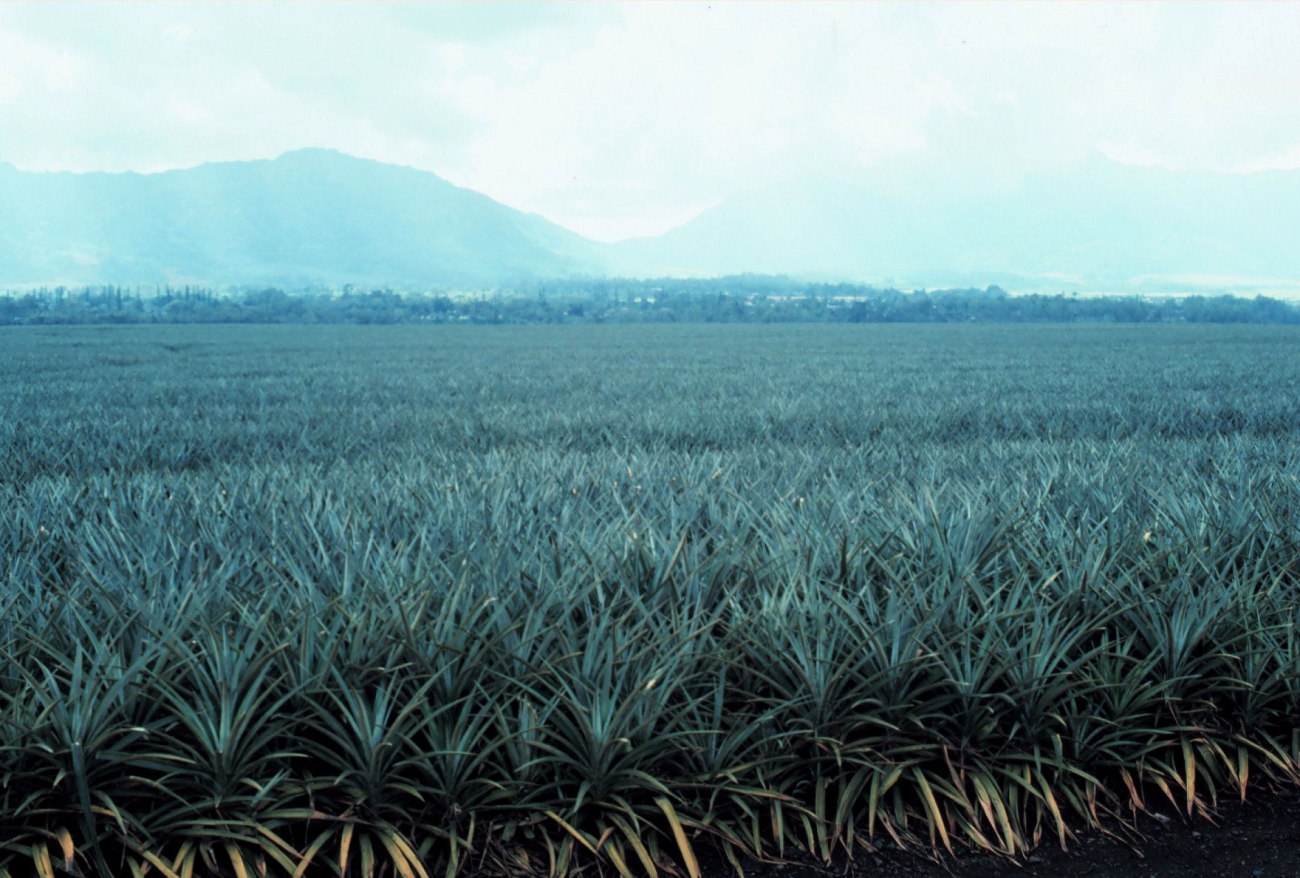 A pineapple plantation