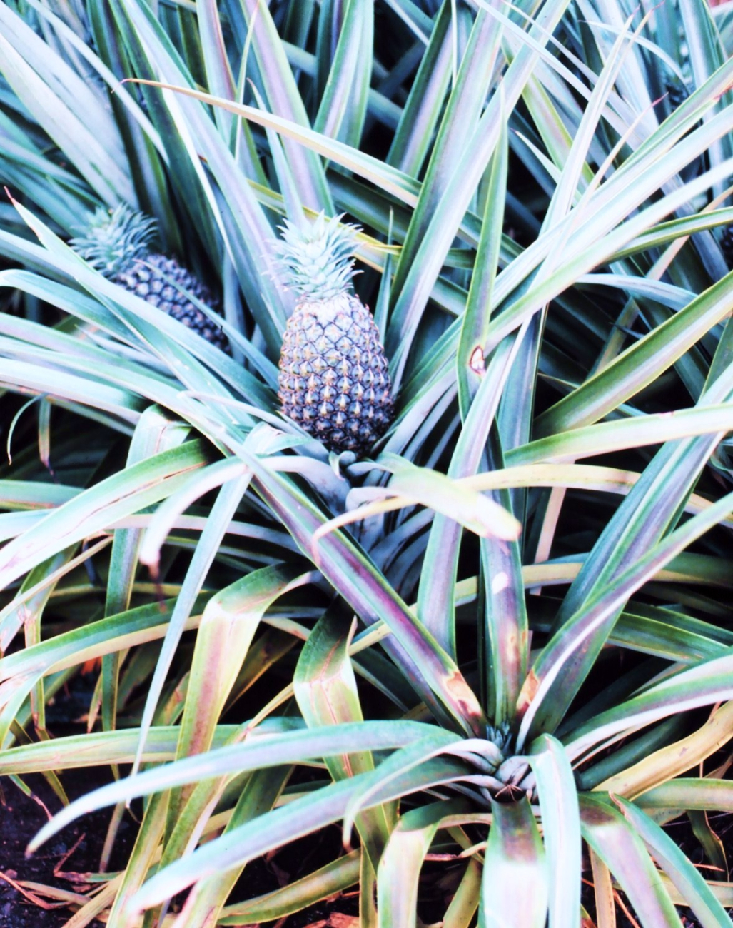 A pineapple plant with the fruit nearly ready to harvest (Image credit: Commander John Bortniak) A pineapple plant with the fruit nearly ready to harvest
