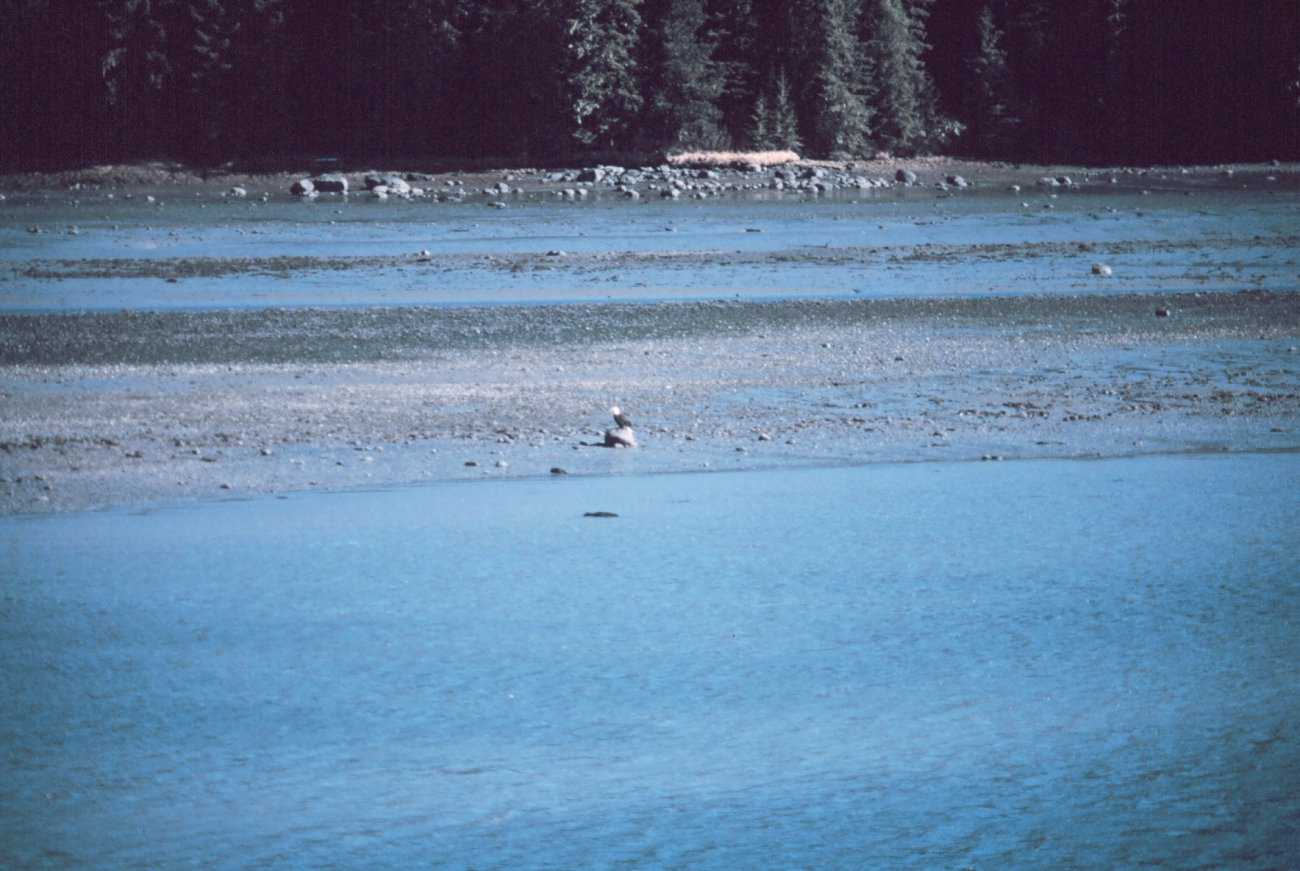 An eagle on the beach at Wrangell Narrows (Image credit: Commander John Bortniak) An eagle on the beach at Wrangell Narrows