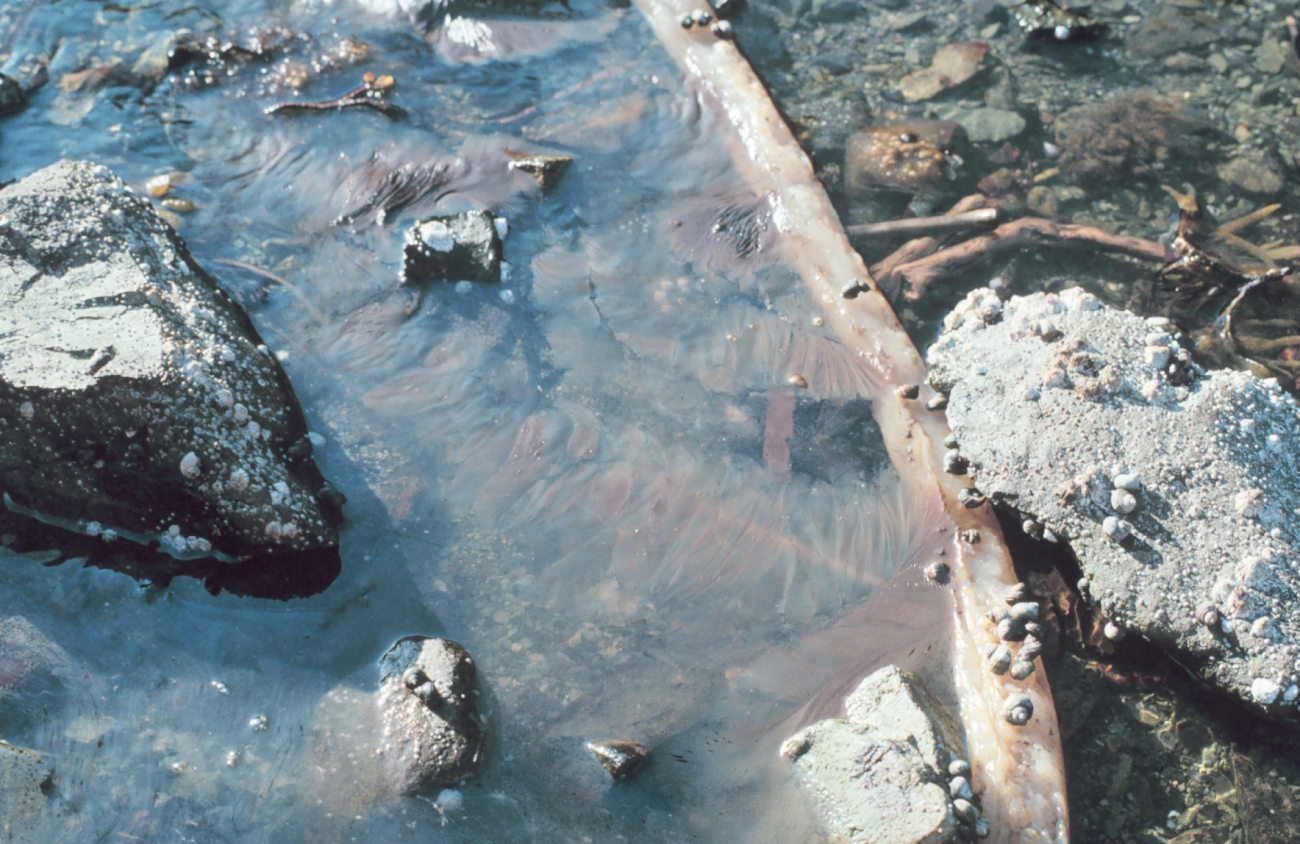Oil scum one year after the spill on Prince William Sound (Image credit: Commander John Bortniak) Oil scum one year after the spill on Prince William Sound