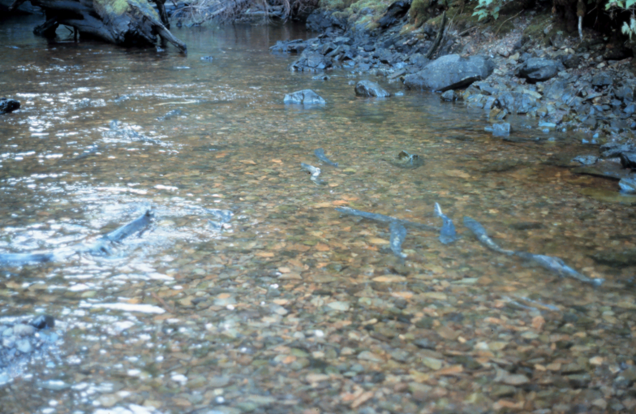 Spawning salmon (Image credit: Commander John Bortniak) Spawning salmon