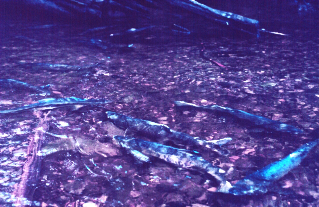 Spawning salmon (Image credit: Commander John Bortniak) Spawning salmon