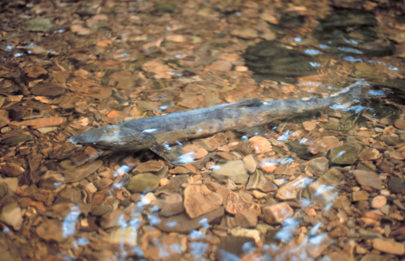 Spawning salmon (Image credit: Commander John Bortniak) Spawning salmon