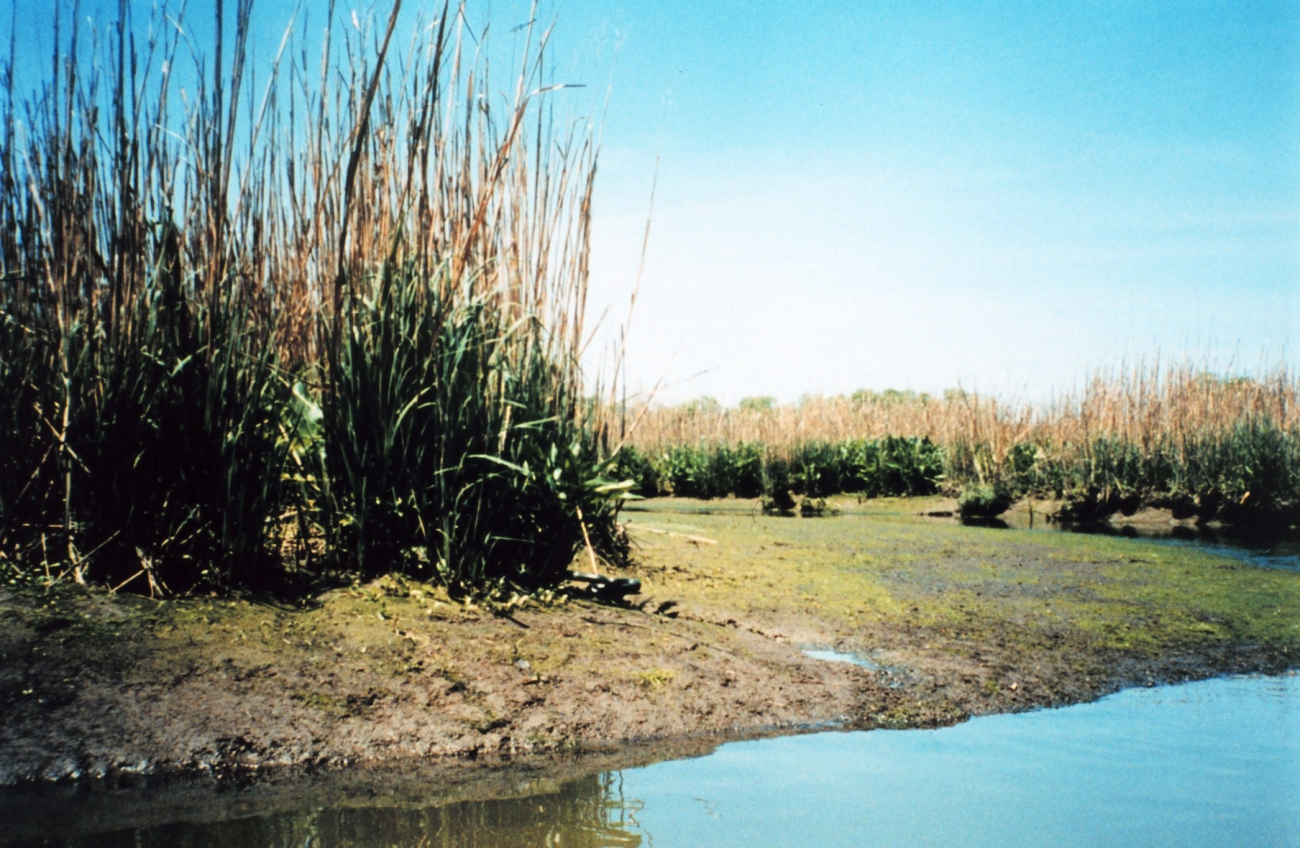 Notice the large black rat snake to the right of green marsh grass (Image credit: Mary Hollinger) Notice the large black rat snake to the right of green marsh grass