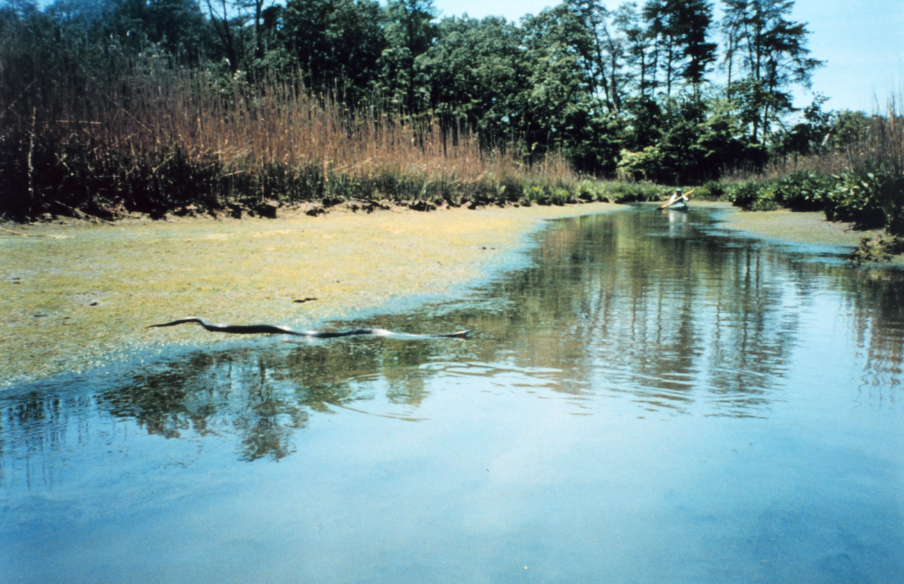 A large black rat snake crossing a tidal inlet in the marsh grass (Image credit: Mary Hollinger) A large black rat snake crossing a tidal inlet in the marsh grass