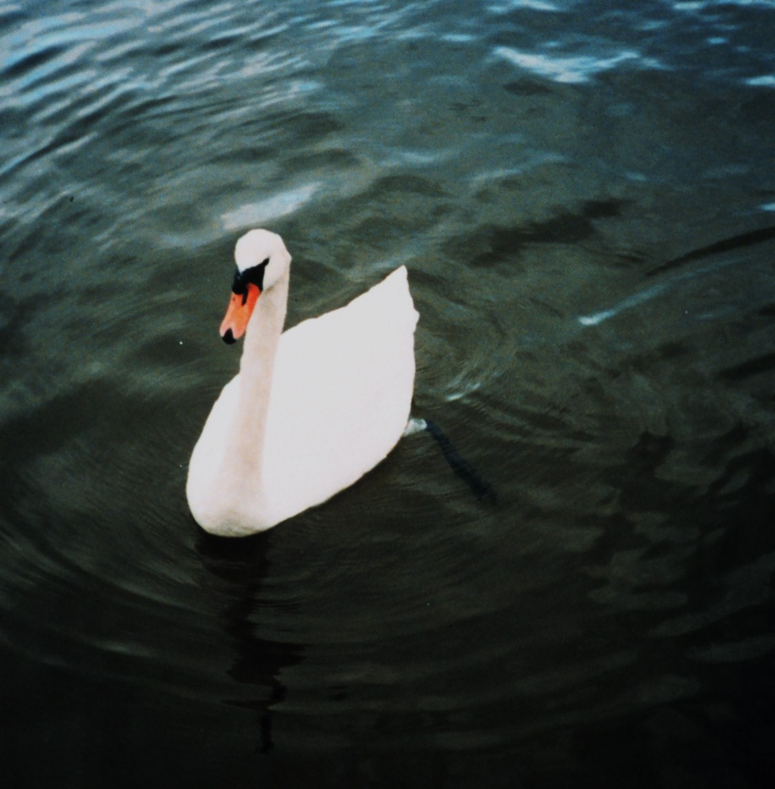 Mute swan (Image credit: Mary Hollinger) Mute swan