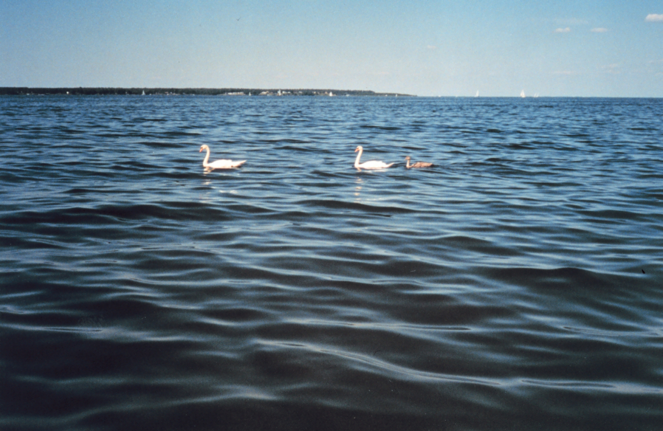 Pair of mute swans with cygnet following (Image credit: Mary Hollinger) Pair of mute swans with cygnet following