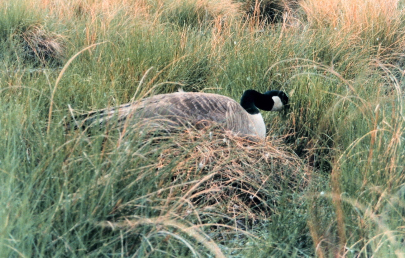 Female Canada goose setting on nest (Image credit: Mary Hollinger) Female Canada goose setting on nest