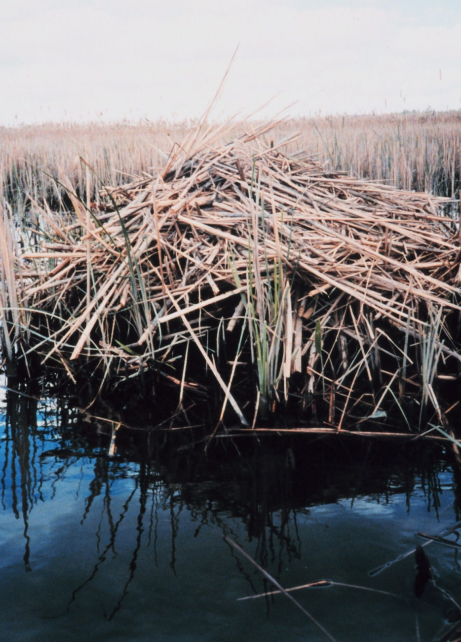 Muskrat hut (Image credit: Mary Hollinger) Muskrat hut
