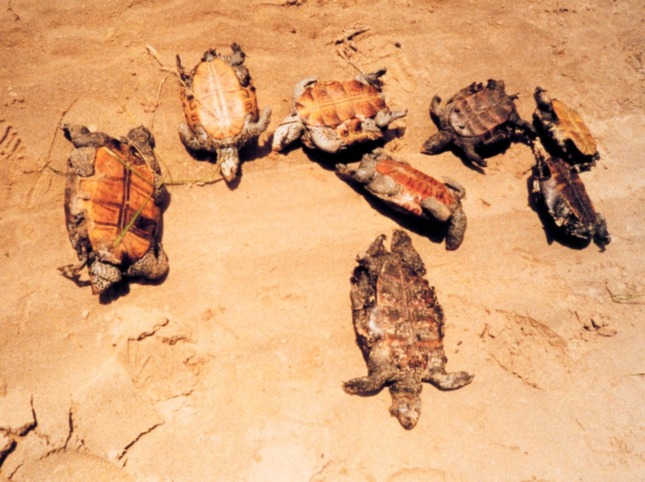 Mass mortality of young diamondback terrapins (Image credit: Mary Hollinger) Mass mortality of young diamondback terrapins
