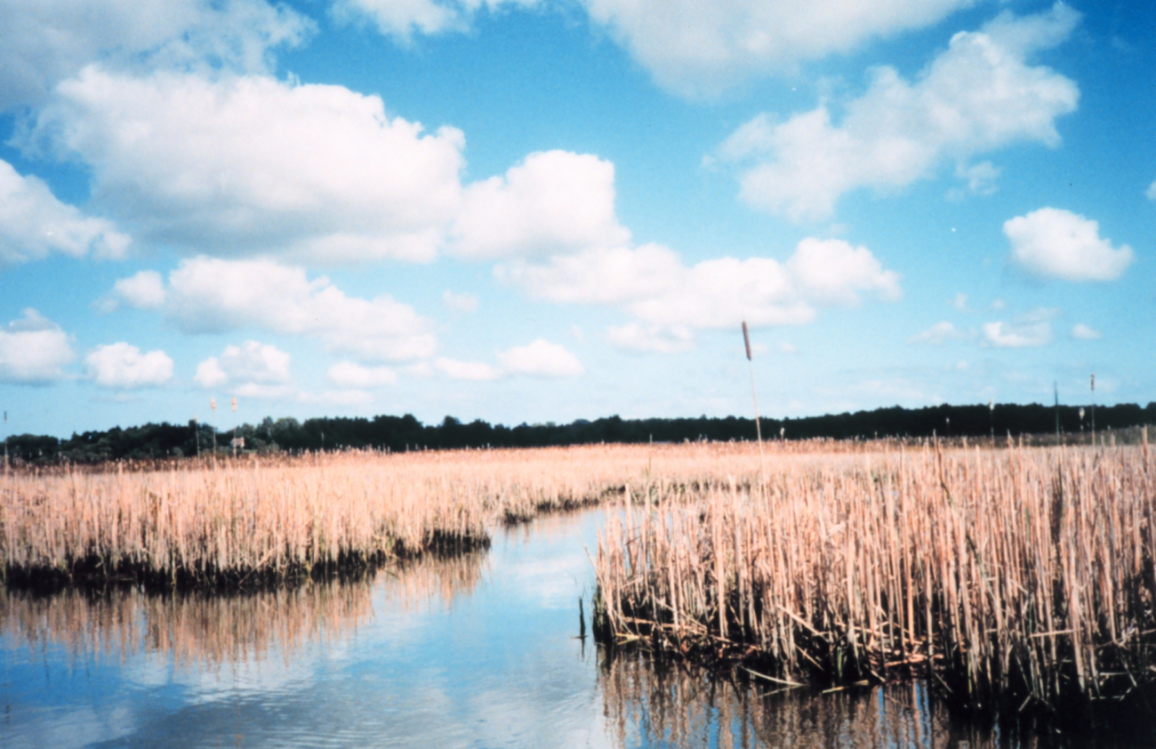 Marsh vegetation on the Patuxent (Image credit: Mary Hollinger) Marsh vegetation on the Patuxent
