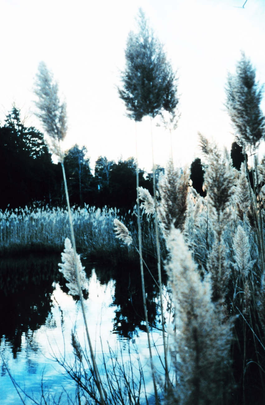 Phragmites, or common reed - although scenic, can be invasive nuisance species (Image credit: Mary Hollinger) Phragmites, or common reed - although scenic, can be invasive nuisance species