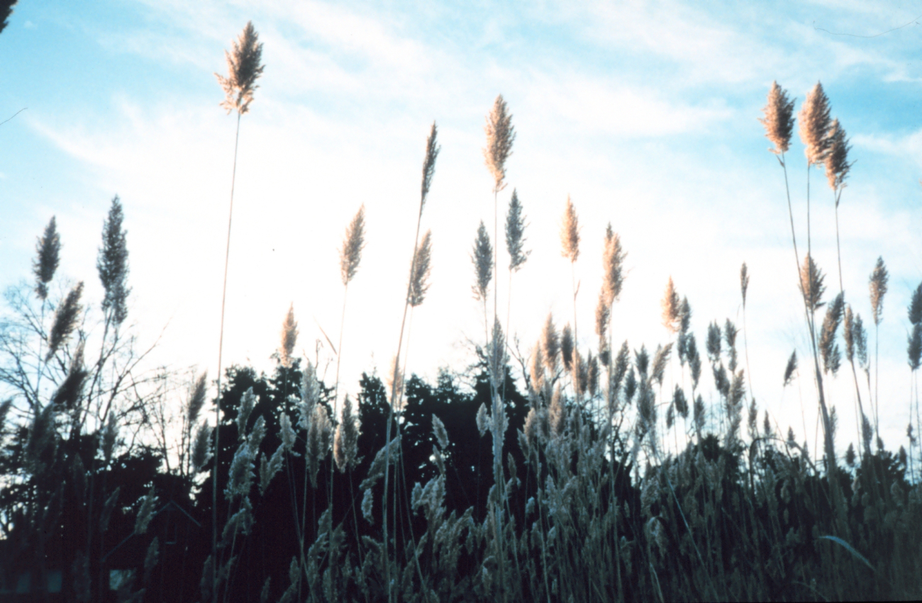 Phragmites, or common reed - although scenic, can be invasive nuisance species (Image credit: Mary Hollinger) Phragmites, or common reed - although scenic, can be invasive nuisance species
