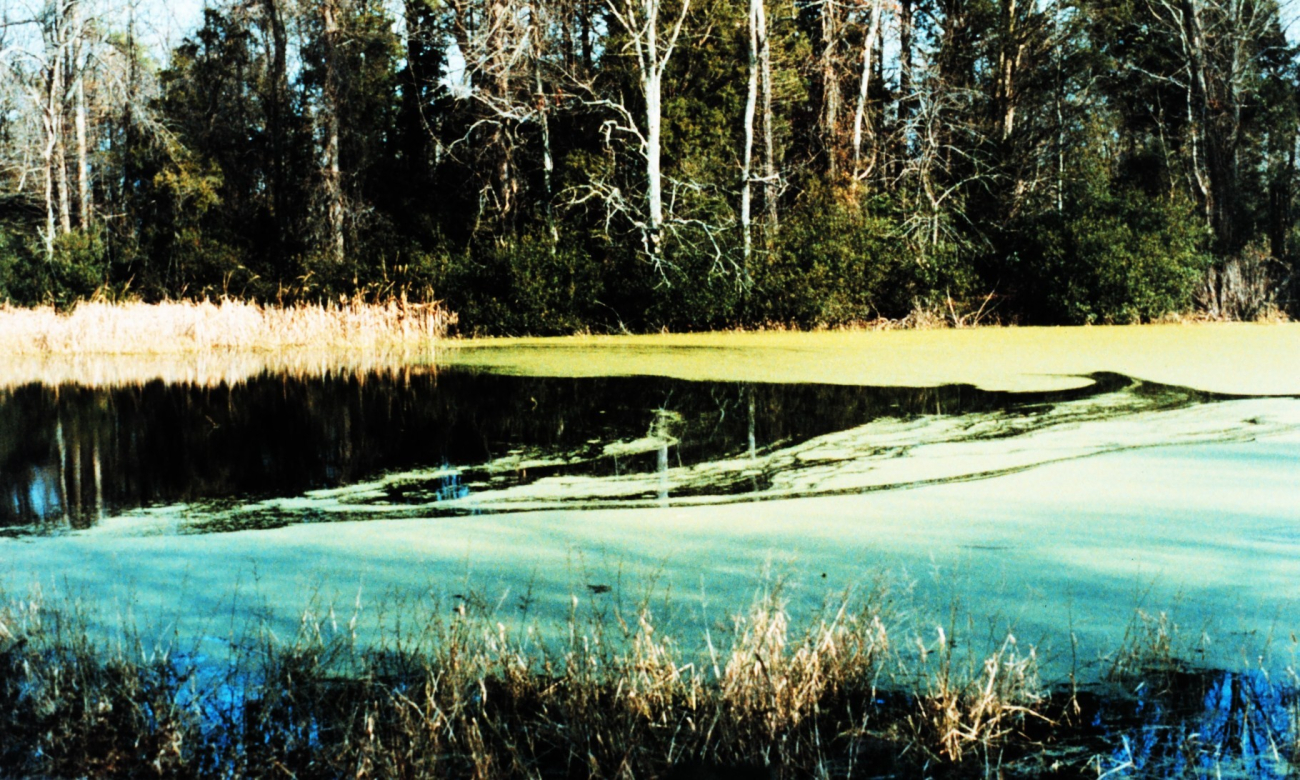 Flag Pond covered with green algae (Image credit: Mary Hollinger) Flag Pond covered with green algae