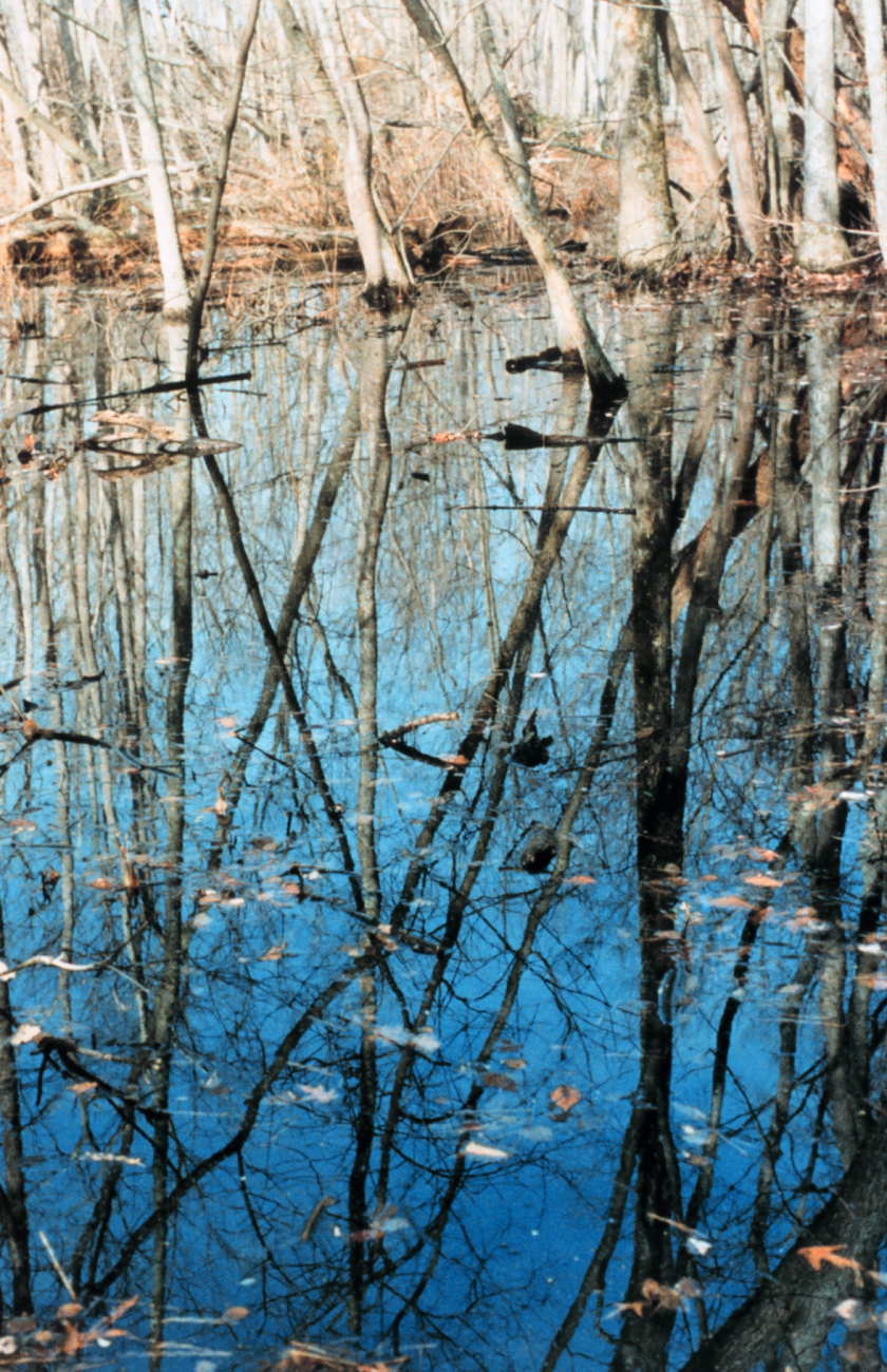 Which way is up? The leaves are in the water and not on the trees (Image credit: Mary Hollinger) Which way is up? The leaves are in the water and not on the trees