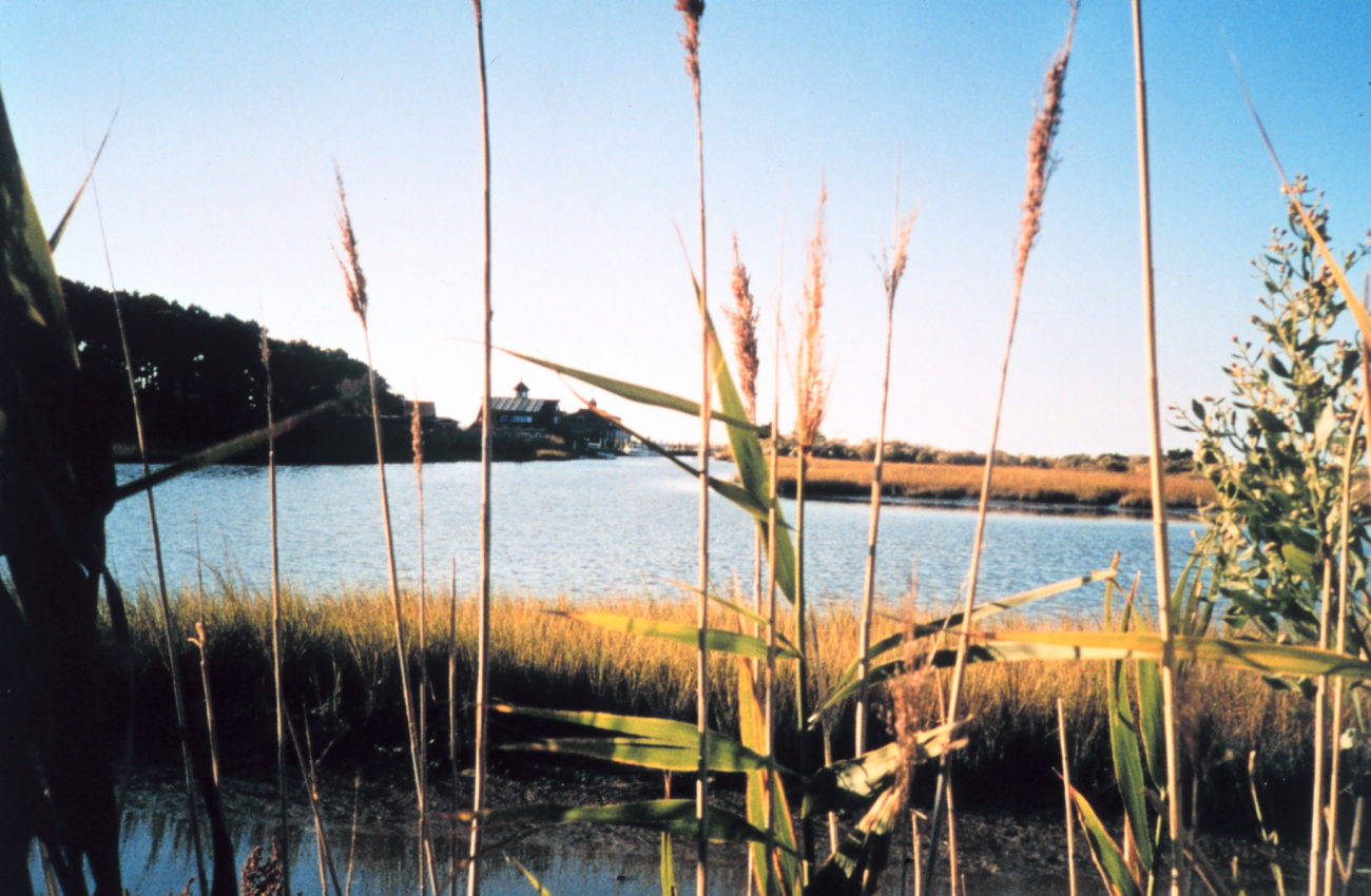 Marsh at Port Isobel (Image credit: Mary Hollinger) Marsh at Port Isobel