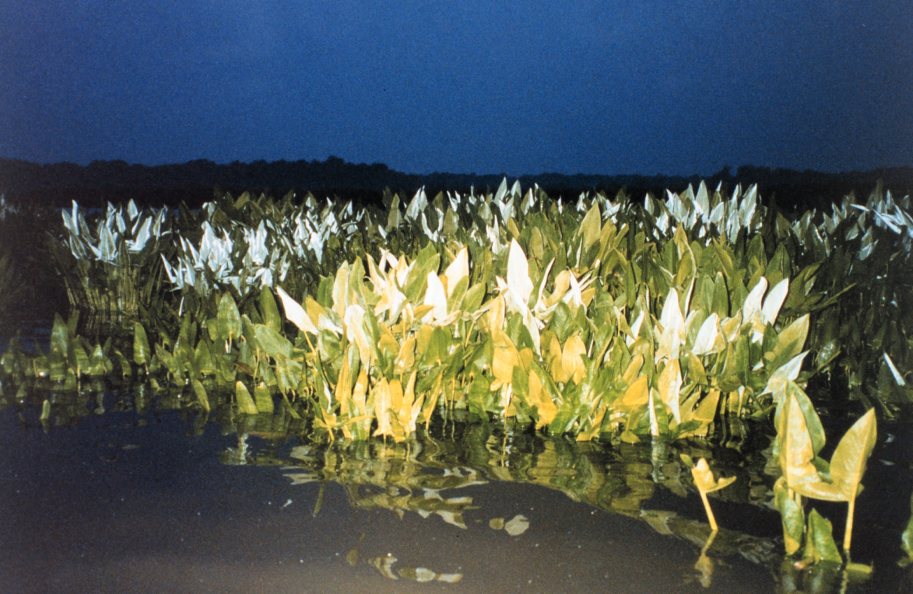 Arrow arum plants at night (Image credit: Mary Hollinger) Arrow arum plants at night