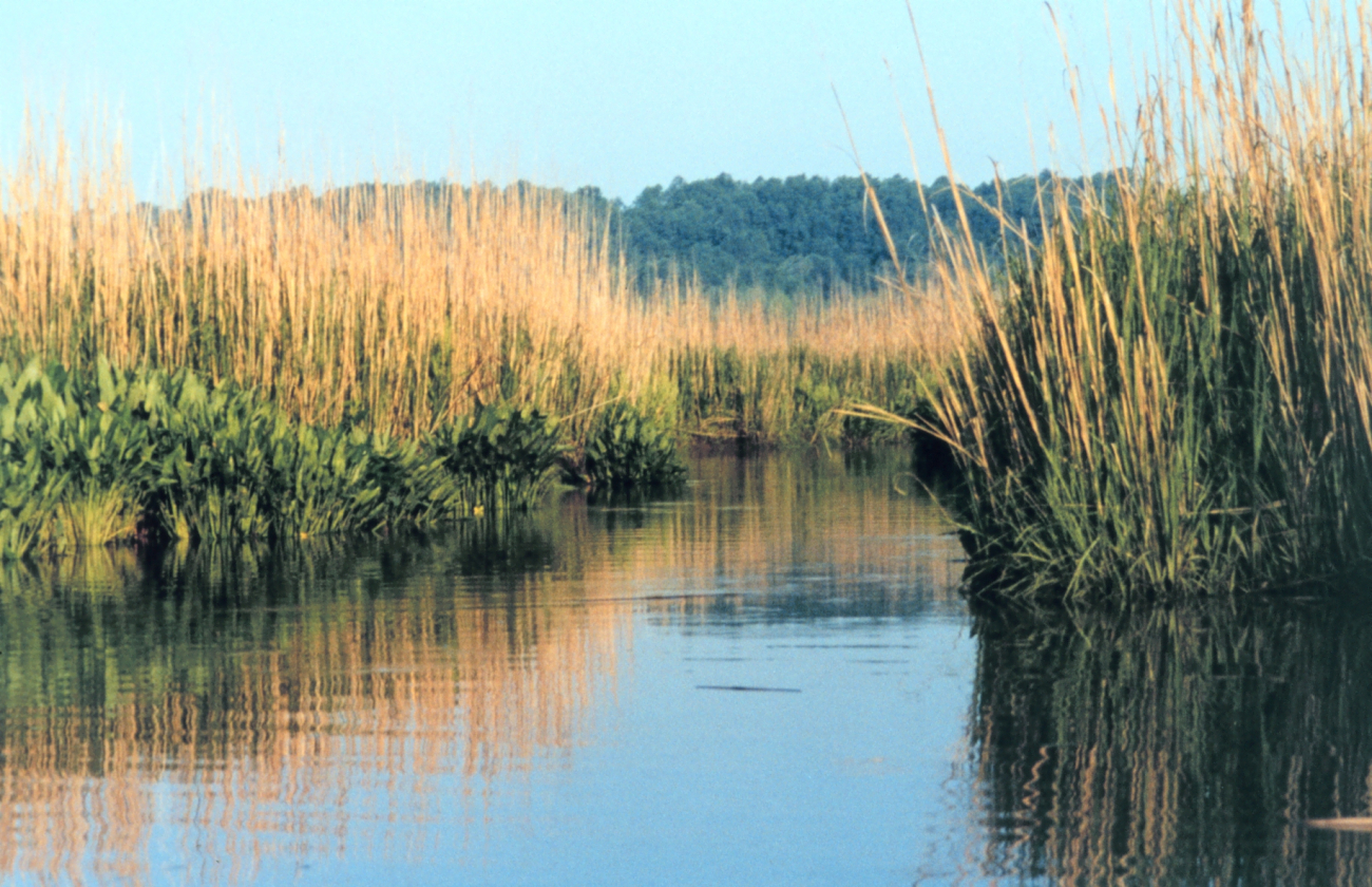 Arrow arum (the broadleaf plant) and saltmarsh cordgrass (spartina alternaflora) (Image credit: Mary Hollinger) Arrow arum (the broadleaf plant) and saltmarsh cordgrass (spartina alternaflora)