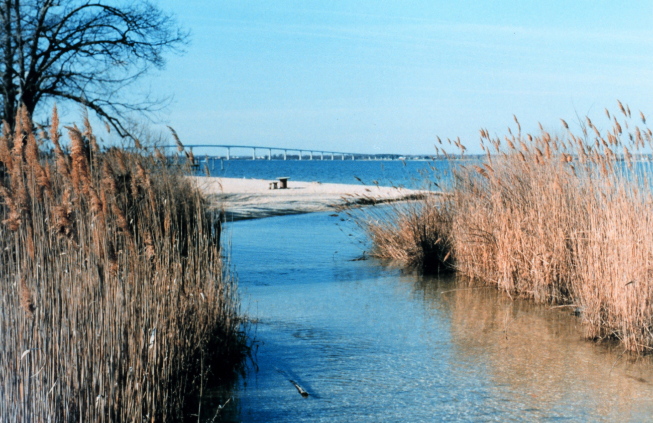 Phragmites australis lining small tidal creek (Image credit: Mary Hollinger) Phragmites australis lining small tidal creek