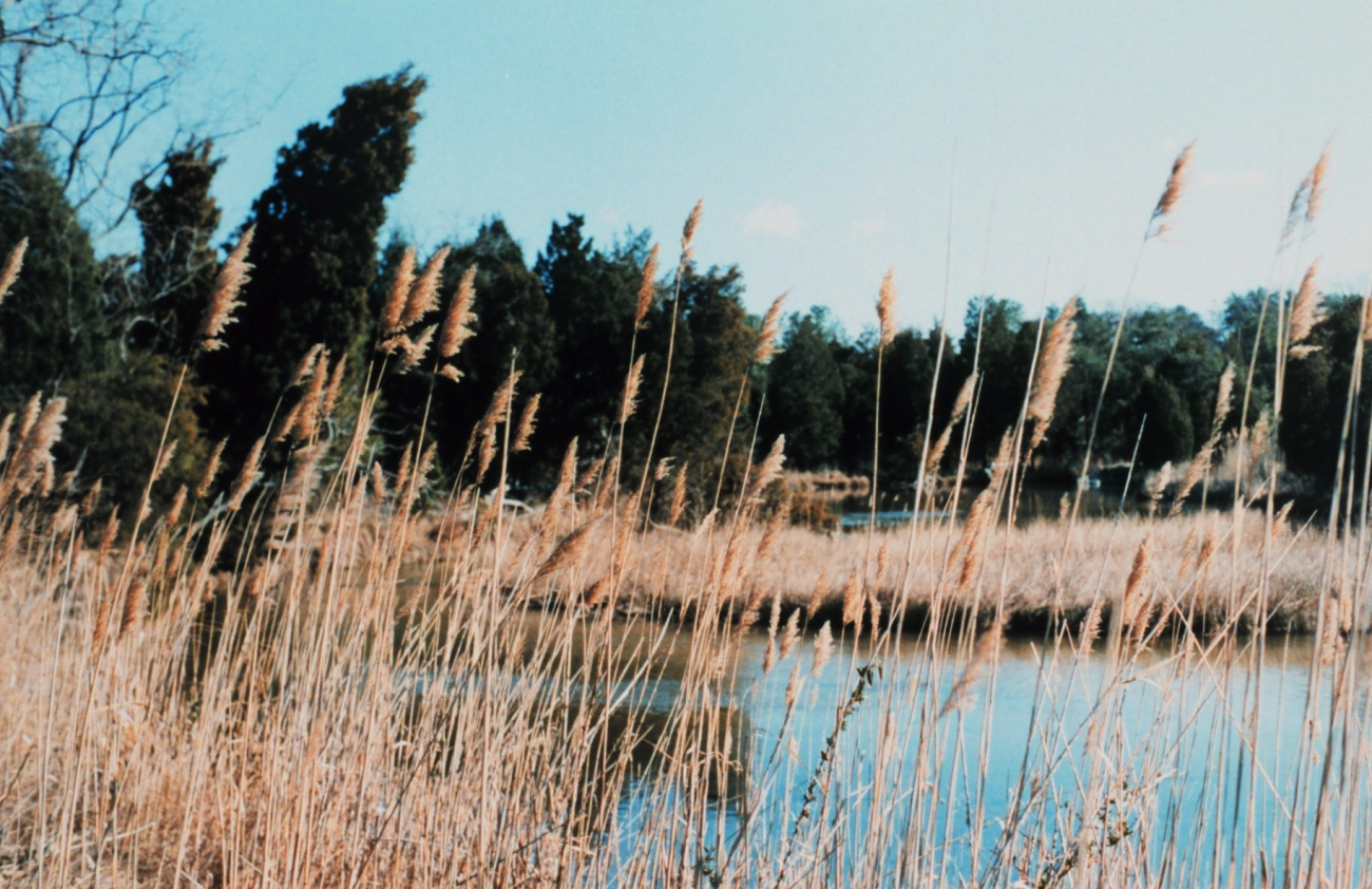 Phragmites australis lining small tidal creek (Image credit: Mary Hollinger) Phragmites australis lining small tidal creek