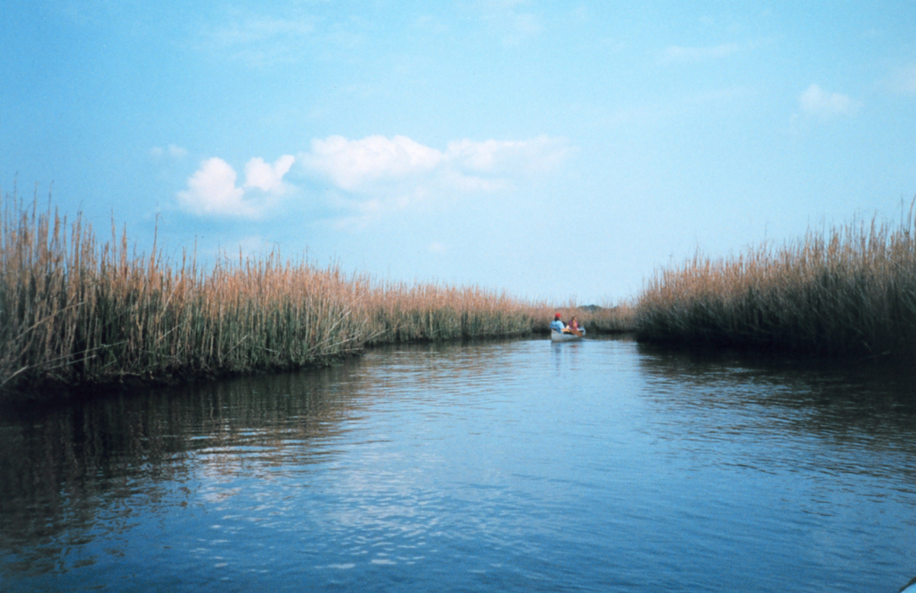 Canoeists exploring a marsh (Image credit: Mary Hollinger) Canoeists exploring a marsh