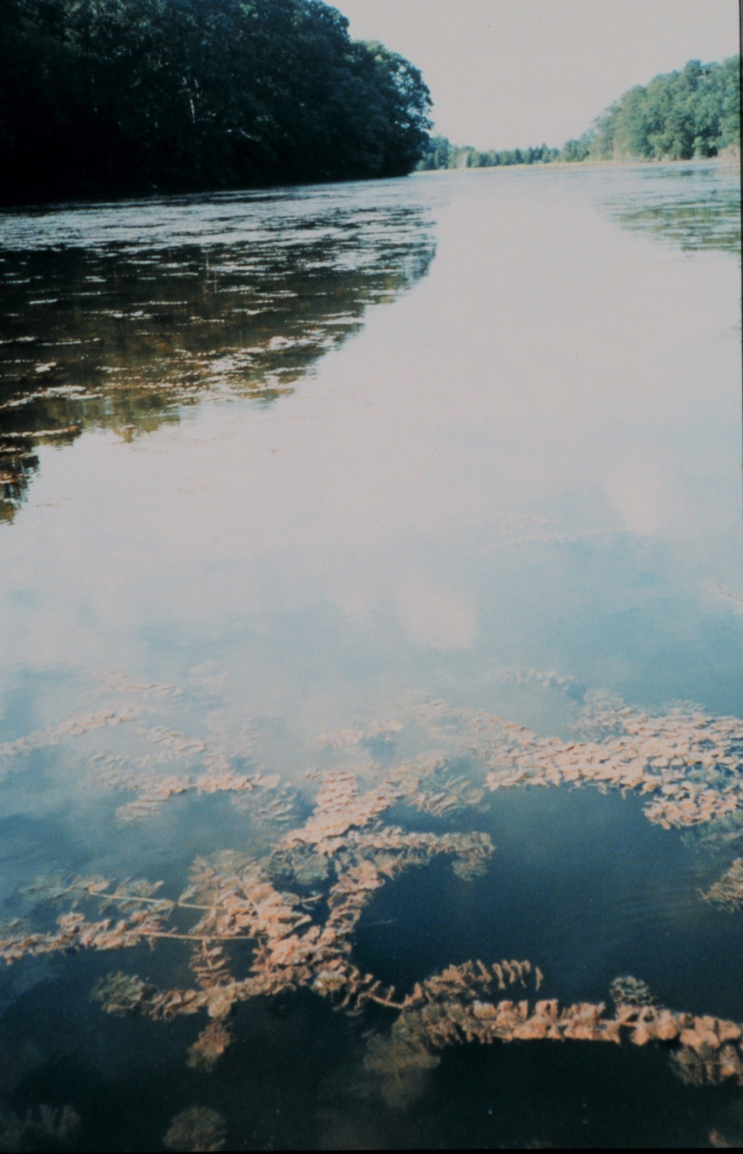 Back finger of a tidal pond full of the submerged aquatic vegetation (SAV)Eurasian watermilfoil (Image credit: Mary Hollinger) Back finger of a tidal pond full of the submerged aquatic vegetation (SAV)Eurasian watermilfoil
