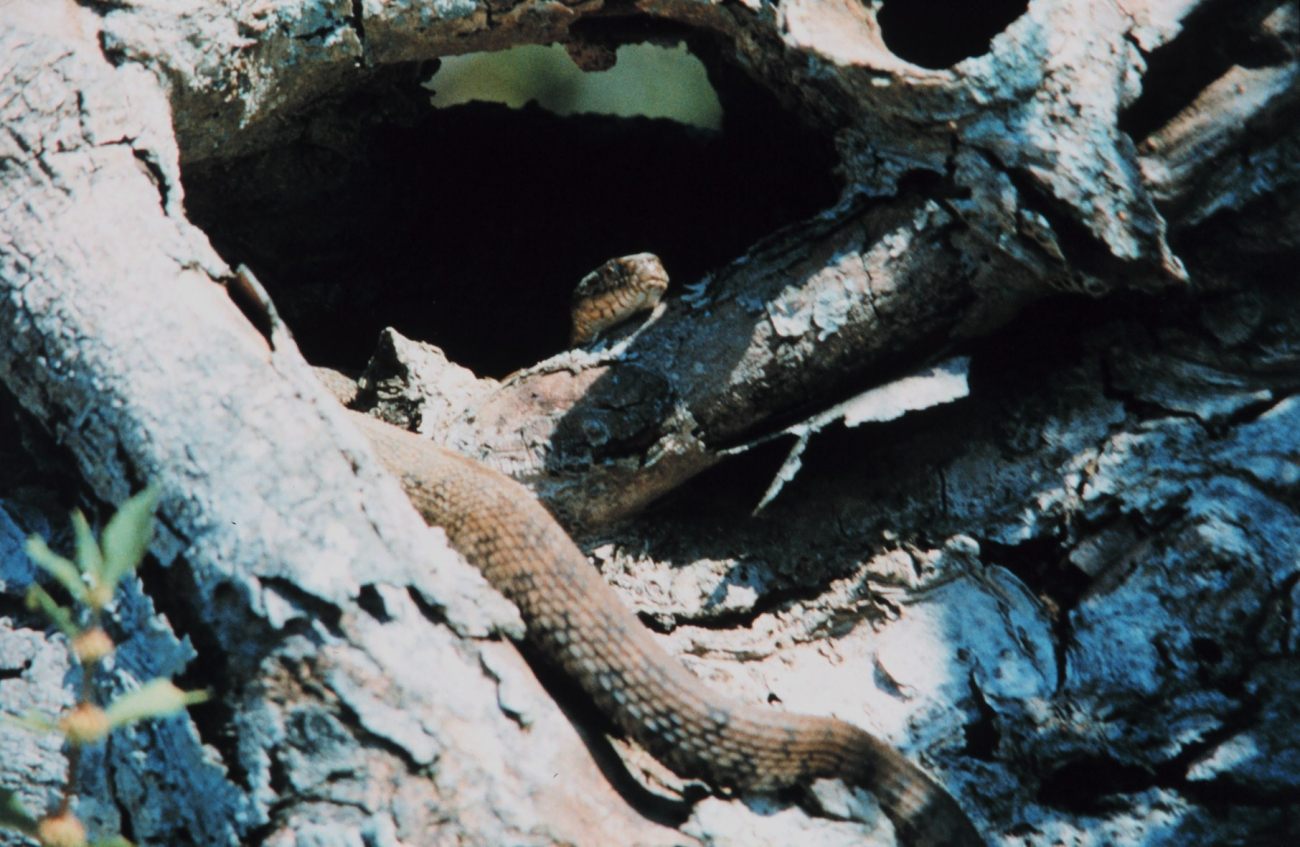 The Northern Water Snake - Nerodia sipedon sipedon - a common, non-venoemouswater snake (Image credit: Mary Hollinger) The Northern Water Snake - Nerodia sipedon sipedon - a common, non-venoemouswater snake