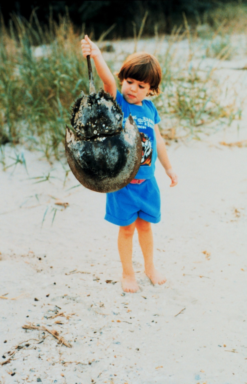 Young naturalist inspecting a horseshoe crab shell (Image credit: Mary Hollinger) Young naturalist inspecting a horseshoe crab shell
