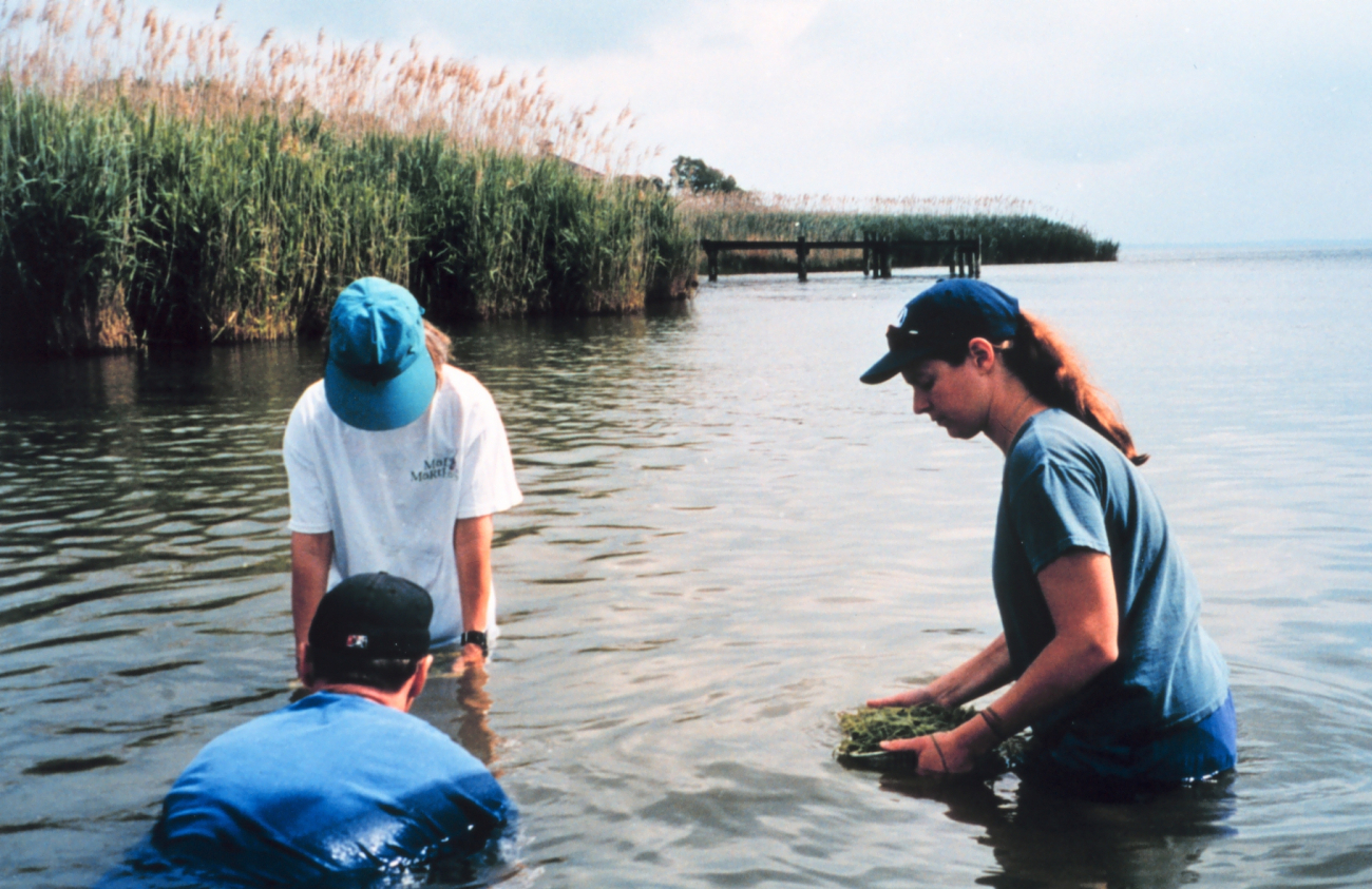 Planting homegrown wild celery plants as part of Chesapeake Bay Foundation Bay Grasses for the Masses (Image credit: Mary Hollinger) Planting homegrown wild celery plants as part of Chesapeake Bay Foundation Bay Grasses for the Masses