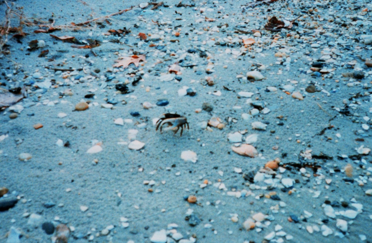 Fiddler crab on the beach (Image credit: Mary Hollinger) Fiddler crab on the beach