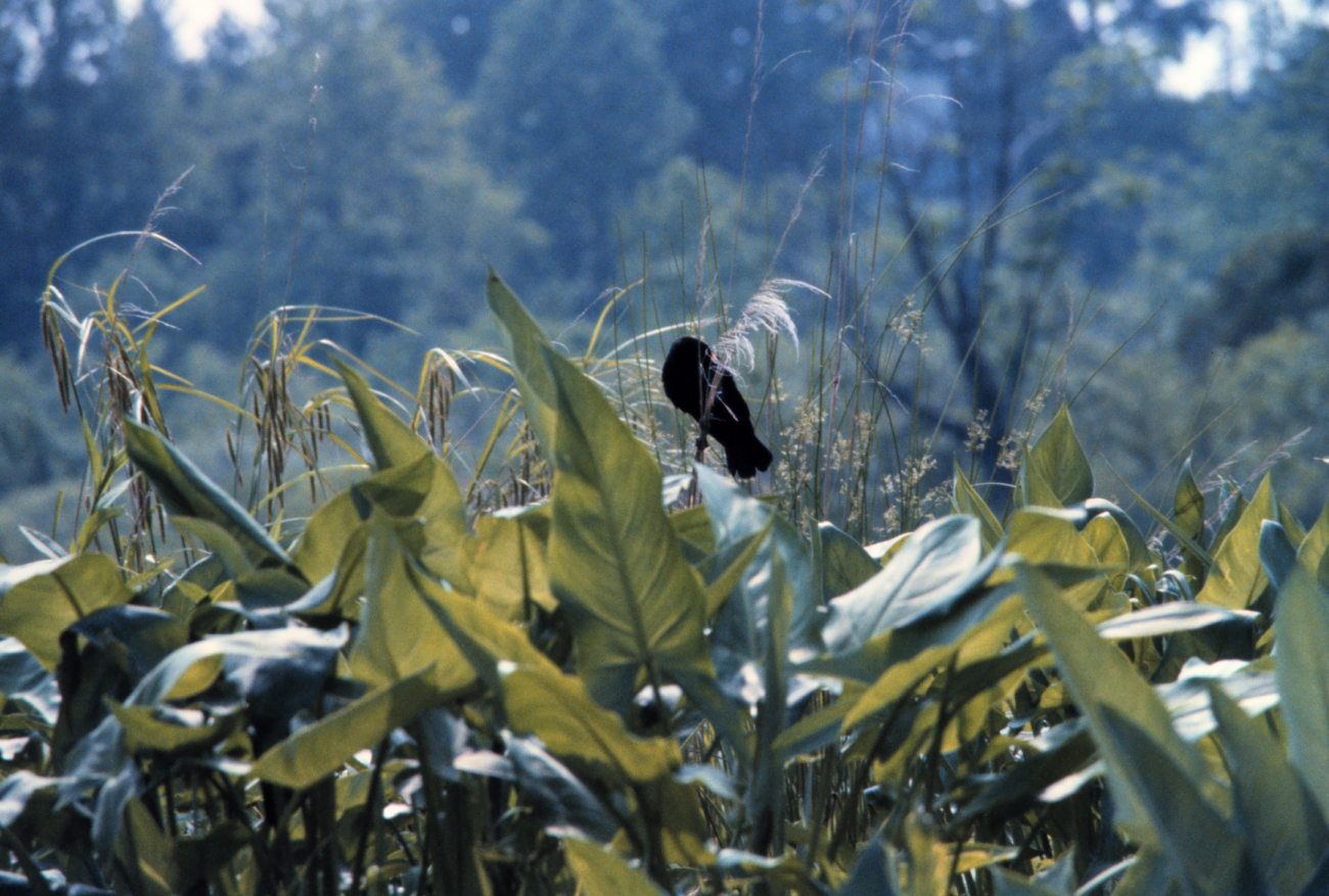 A redwing blackbird perching atop reeds in a Patuxent river marsh (Image credit: Mary Hollinger) A redwing blackbird perching atop reeds in a Patuxent river marsh