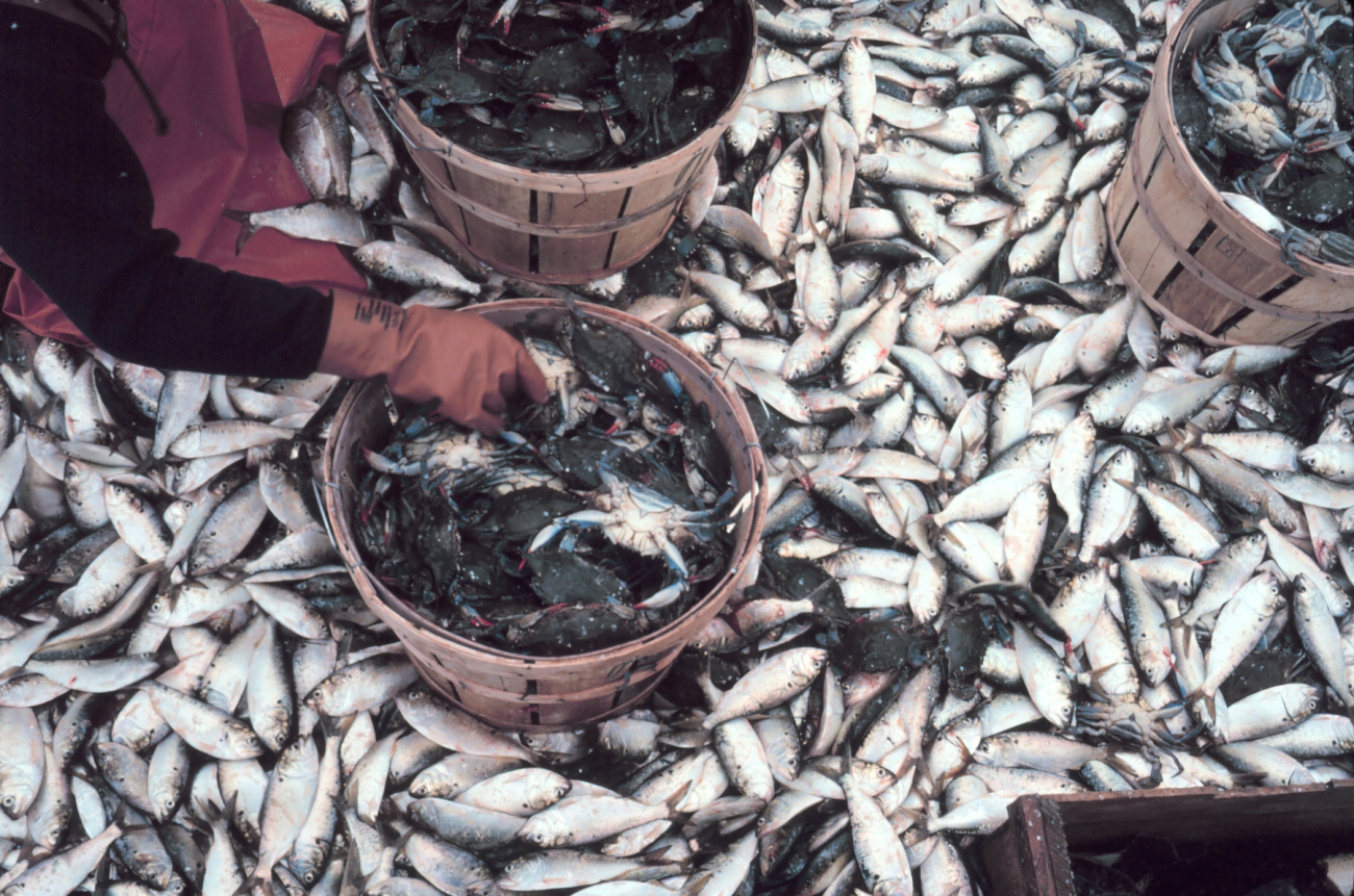 The bounty of the Chesapeake - bushel baskets of blue crab - Callinectes sapidus- and a profusion of Atlantic menhaden - Brevoortia tyrannus - on the deck (Image credit: Michael Dowgiallo) The bounty of the Chesapeake - bushel baskets of blue crab - Callinectes sapidus- and a profusion of Atlantic menhaden - Brevoortia tyrannus - on the deck