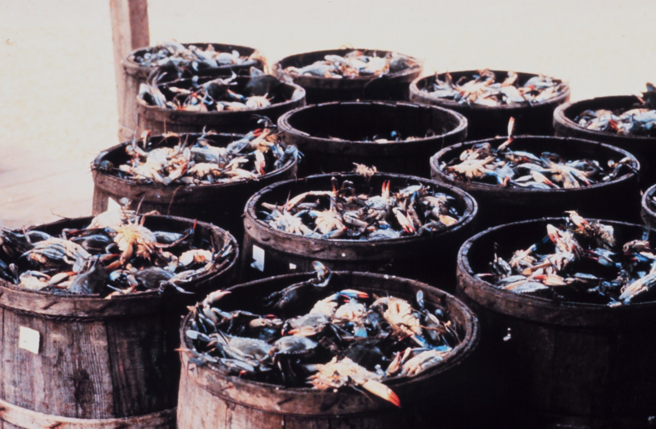 The bounty of the Chesapeake -barrels of blue crab - Callinectes sapidus (Image credit: Michael Dowgiallo) The bounty of the Chesapeake -barrels of blue crab - Callinectes sapidus