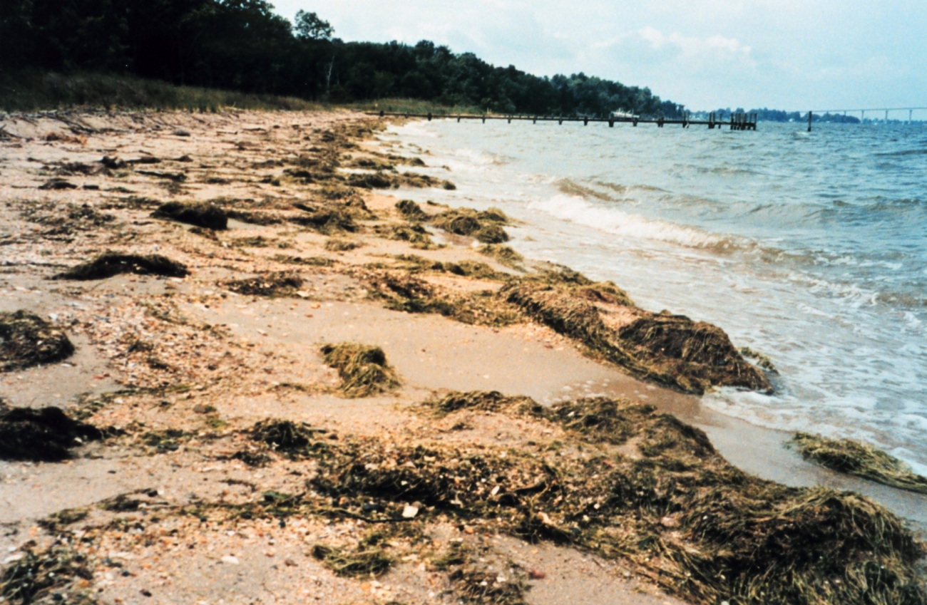 Horned pondweed - Zannichellia palustrus - growth usually peaks in June andbegins covering the beaches (Image credit: Mary Hollinger) Horned pondweed - Zannichellia palustrus - growth usually peaks in June andbegins covering the beaches